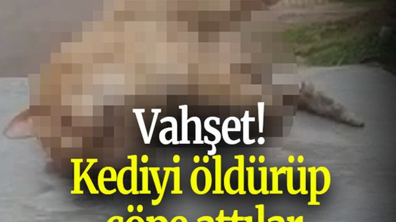 Vahşet! Kediyi öldürüp çöpe attılar